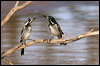 wh_front_honeyeater_rw7572