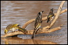 wh_front_honeyeater_rw7603