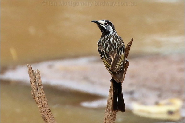 White-fronted Honeyeater wh_front_honeyeater_rw7398.psd