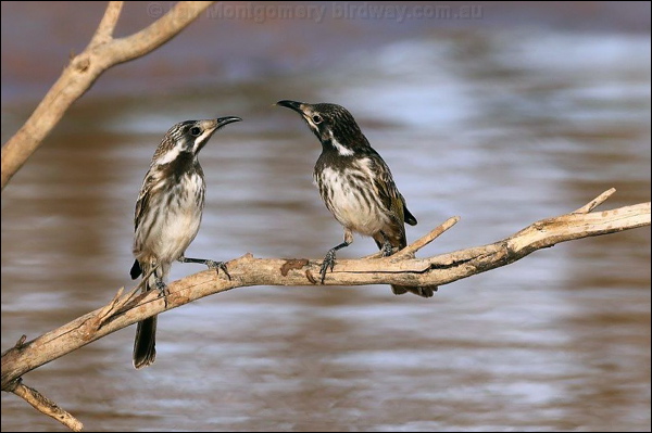 White-fronted Honeyeater wh_front_honeyeater_rw7572.psd