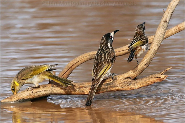 White-fronted Honeyeater wh_front_honeyeater_rw7603.psd