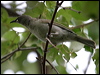 wh_gaped_honeyeater_06928