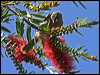 wh_gaped_honeyeater_07999