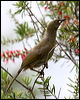 wh_gaped_honeyeater_31962