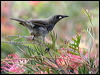 wh_gaped_honeyeater_60715