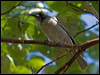 wh_gaped_honeyeater_91128