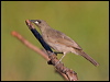 Click here to enter gallery and see photos/pictures/images of White-gaped Honeyeater