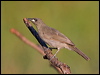 wh_gaped_honeyeater_91510