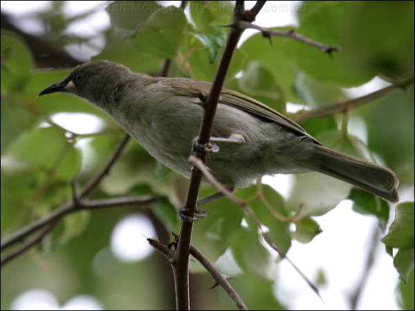 White-gaped Honeyeater wh_gaped_honeyeater_06928.jpg