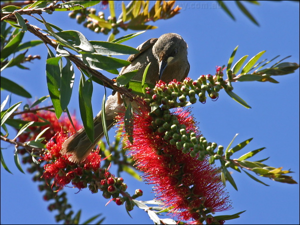 White-gaped Honeyeater wh_gaped_honeyeater_07999.jpg