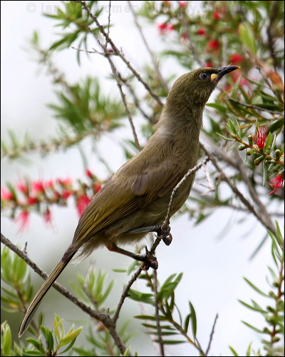 White-gaped Honeyeater wh_gaped_honeyeater_31962.jpg