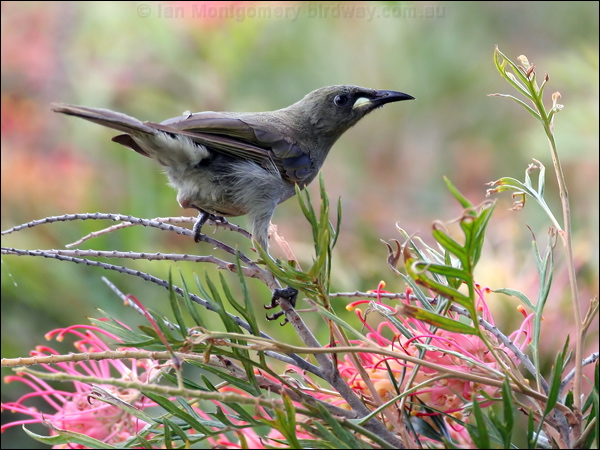 White-gaped Honeyeater wh_gaped_honeyeater_60715.jpg