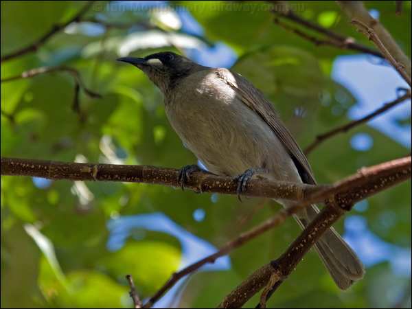 White-gaped Honeyeater wh_gaped_honeyeater_91128.psd