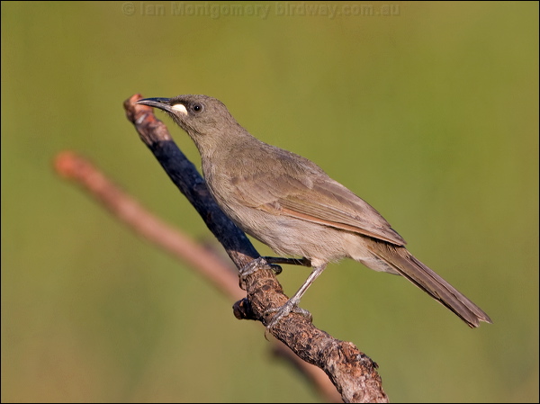 White-gaped Honeyeater wh_gaped_honeyeater_91510.psd