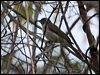 Click here to enter gallery and see photos/pictures/images of White-lined Honeyeater