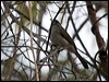 whitelinedhoneyeater_92072