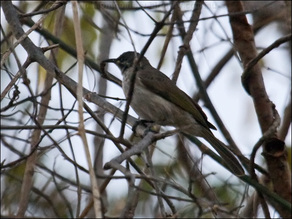 White-lined Honeyeater whitelinedhoneyeater_92070.psd