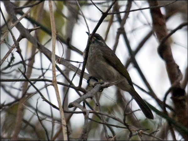 White-lined Honeyeater whitelinedhoneyeater_92072.psd