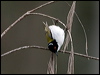 whitenapehoneyeater_100312