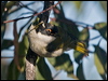 whitenapehoneyeater_154628