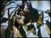 whitenapehoneyeater_154629
