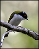whitenapehoneyeater_15590