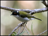 whitenapehoneyeater_15593