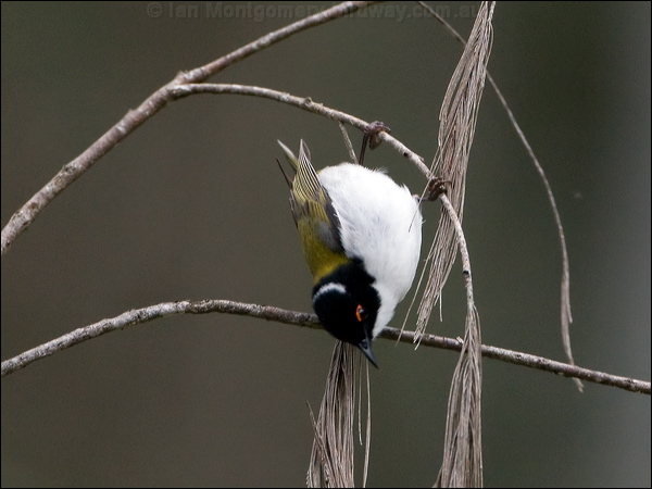 White-naped Honeyeater whitenapehoneyeater_100312.psd
