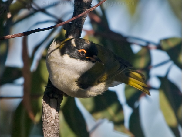 White-naped Honeyeater whitenapehoneyeater_154628.psd
