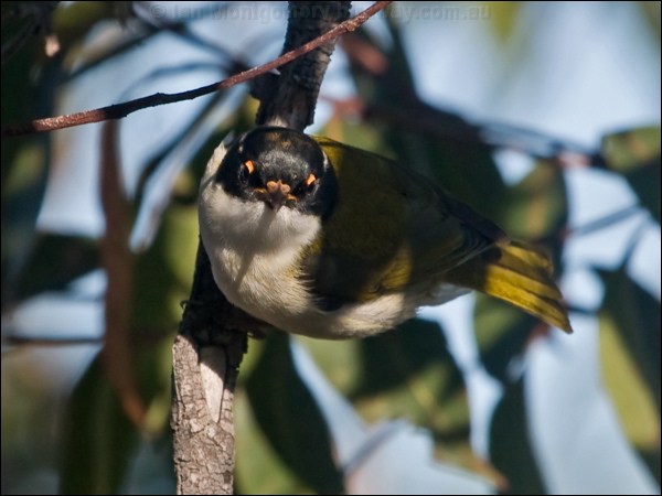 White-naped Honeyeater whitenapehoneyeater_154629.psd