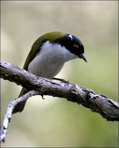 White-naped Honeyeater whitenapehoneyeater_15590.psd