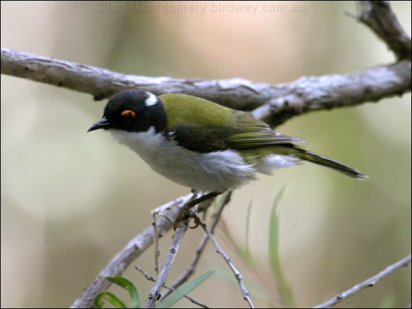 White-naped Honeyeater whitenapehoneyeater_15593.psd