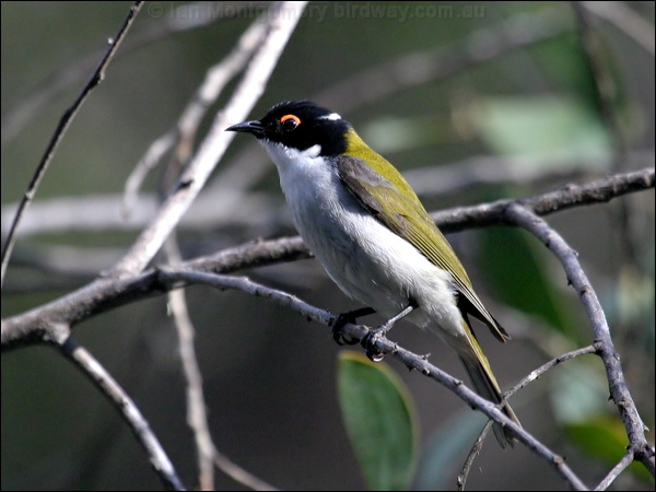 White-naped Honeyeater whitenapehoneyeater_15892.psd