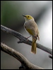 wh_plume_honeyeater_09931