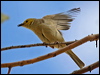 wh_plume_honeyeater_41401