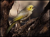 wh_plume_honeyeater_80423