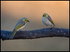 wh_plume_honeyeater_90750