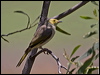 wh_plume_honeyeater_98164