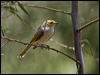 wh_plume_honeyeater_98171