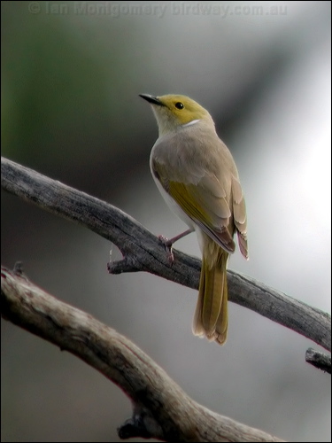 White-plumed Honeyeater wh_plume_honeyeater_09931.psd