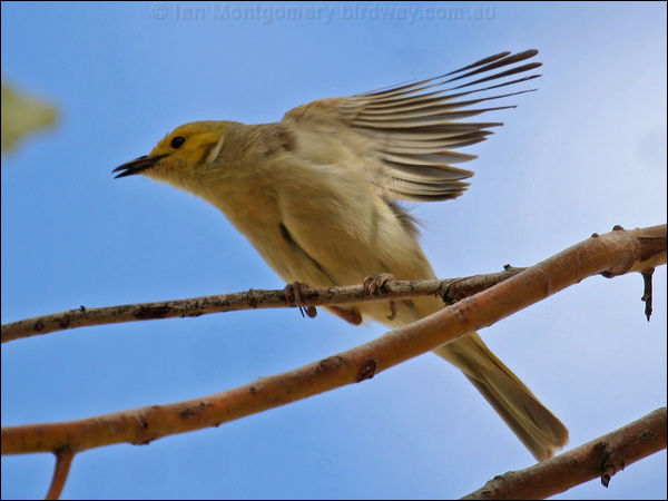 White-plumed Honeyeater wh_plume_honeyeater_41401.jpg