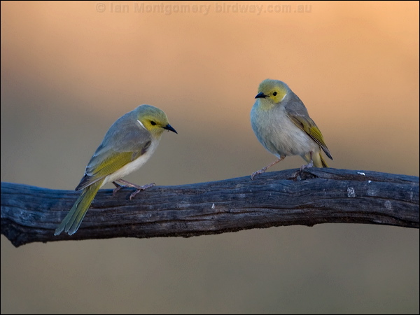 White-plumed Honeyeater wh_plume_honeyeater_90750.psd