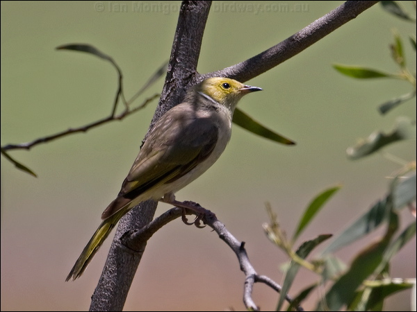 White-plumed Honeyeater wh_plume_honeyeater_98164.psd