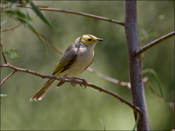 White-plumed Honeyeater wh_plume_honeyeater_98171.psd
