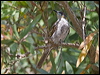 Click here to enter gallery and see photos/pictures/images of gallery and see photos/pictures/images of White-streaked Honeyeater