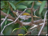 whstreak_honeyeater_121237