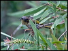 whstreak_honeyeater_121247