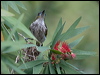 whstreak_honeyeater_121265