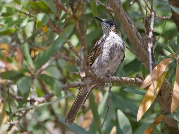 White-streaked Honeyeater whstreak_honeyeater_121230.psd