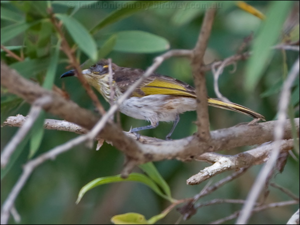 White-streaked Honeyeater whstreak_honeyeater_121237.psd